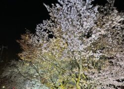 1月の休診日と土曜日の診療時間変更のお知